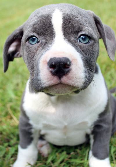 Welcome to bluenose pitbull kennel. Blue Nose Pitbull Puppies For Sale - Blue Nose Pitbull Breeders - Baby Pitbulls For Sale - Home