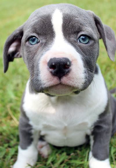 Best pitbull puppies with a healthy body and balanced temperament. Blue Nose Pitbull Puppies For Sale - Blue Nose Pitbull ...