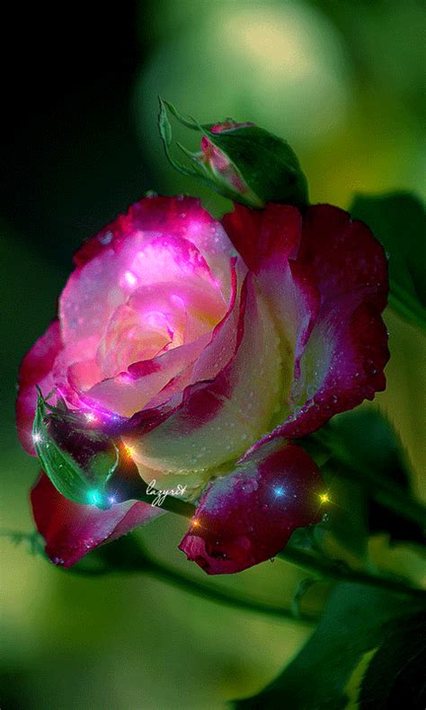 Pin By Jagdeep On Aɴιмαтed Gιғѕ Roses  Beautiful Flowers