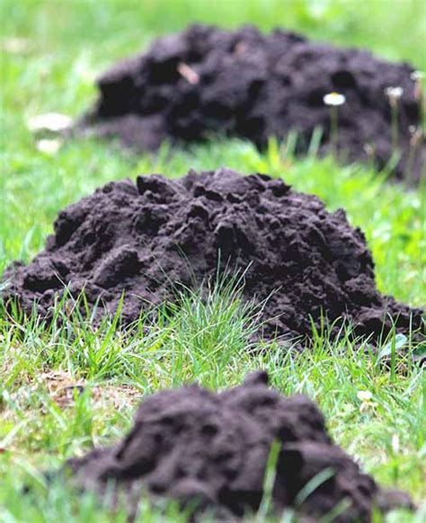 How To Get Rid Of Moles In The Garden Humanely Home Remedies