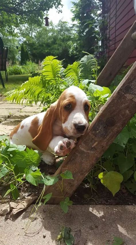 12 Signs You Are A Crazy Basset Hound Person The Paws In 2023