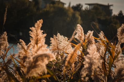 Reed Grasses Sunset Free Photo On Pixabay Pixabay