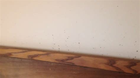 Bed Bug Fecal Stains On Wall In Asbury Park Nj Youtube