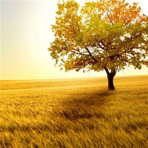Nature Golden Sunset Lonely Tree Grass Field Ipad Wallpapers Free Download