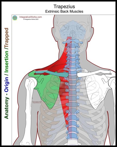 Trapezius Functional Anatomy Integrative Works