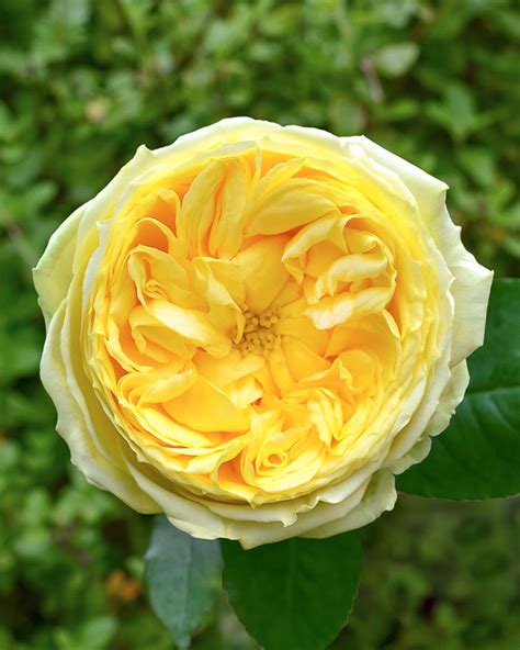 Catalina Yellow Garden Rose Rosas Del Corazón