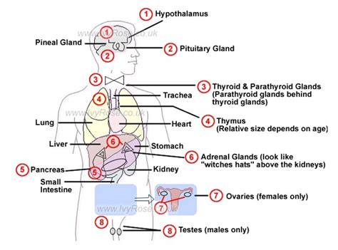 Sains tingkatan 1 bab 4 pembiakan. Muat Turun Nota Padat Biologi Tingkatan 4 Yang Baik Untuk ...