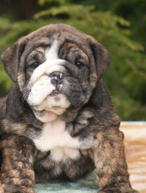 English bulldog puppy. | Bulldog puppies, English bulldog puppies, Cute ...