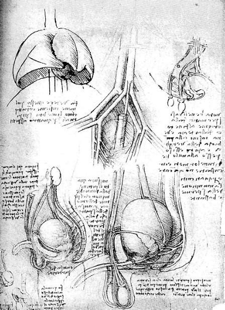 Dissecting Leonardos Anatomy