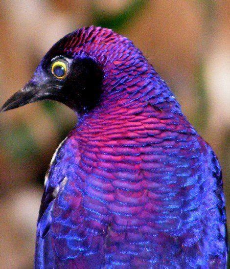 Purple Bird Beautiful Birds Starling Unique Animals