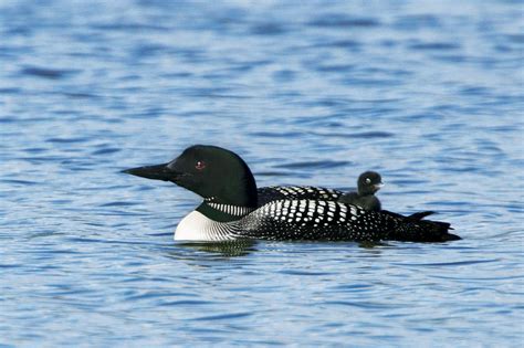 Common Loon Facts | Waterbird Species | DK Find Out