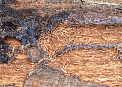 Termites Tempco Pest Control Inc
