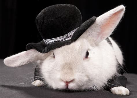 Cute Rabbit In Top Hat And Bow Ti Stock Image Image 17984871