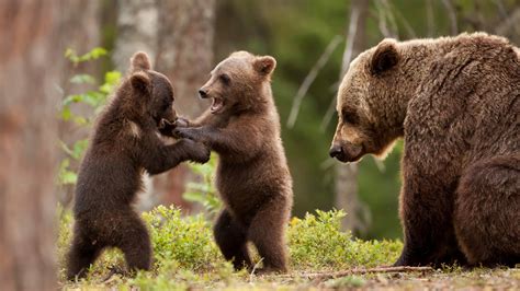 Bear Cubs Wallpaper 1920x1080 587975 Wallpaperup