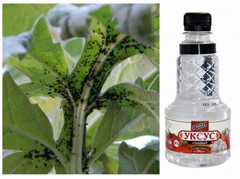 Можно ли похудеть при помощи уксуса