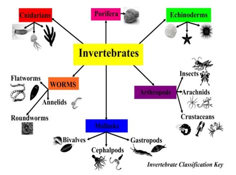 Yorkville Kingdom Animalia Characteristics Of Invertebrates Part 1