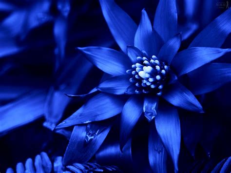 Free Download Blue Flowers Available In October Hd Wallpaper