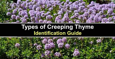 Types Of Creeping Thyme With Pictures Identification Guide