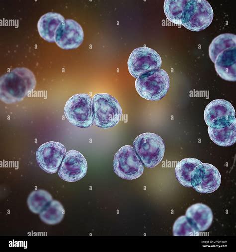 Streptococcus Pneumoniae Bacteria Illustration Stock Photo Alamy