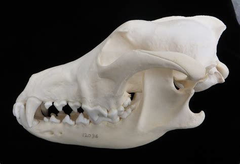 Skull Morphology And Feeding Biomechanics The Mammal Lab
