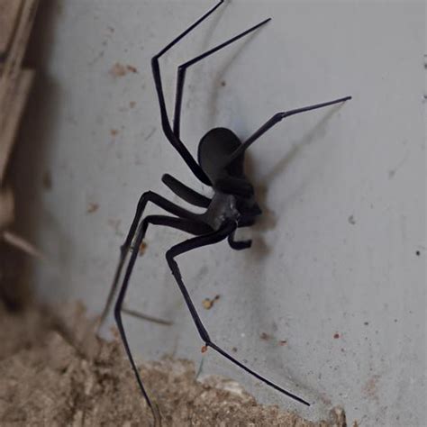 Black Recluse Spider A Closer Look At This Enigmatic Arachnid