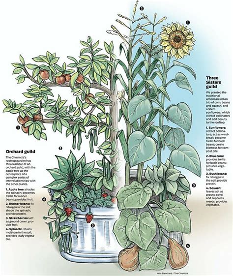 A three sisters garden is an ancient native american companion planting method for growing corn, beans, & squash together. SF Chronicle has a rooftop garden, and better yet, they ...