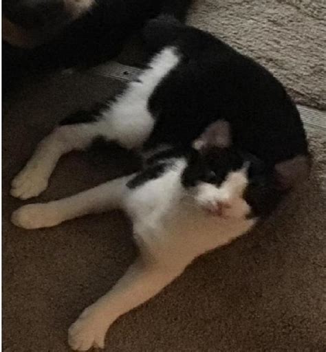 Lost Cat Unknown In Kansas City Mo Lost My Kitty