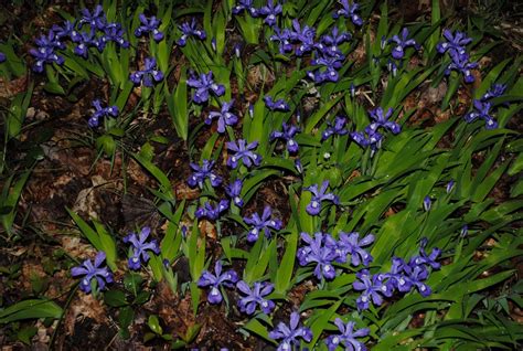 West Virginia Native Wildflowers The Big Year 2013 Iriss