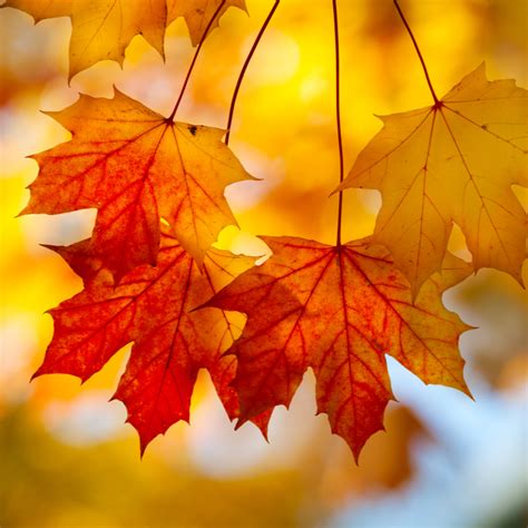 The Best Maple Trees To Add Fall Colors To Your Landscaping