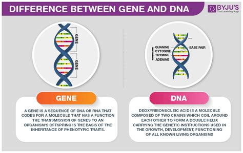 Which Of The Following Describes How Dna Determines Genetic Inheritance