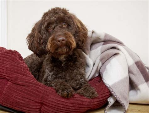 What Is The Temperament Of A Cockapoo