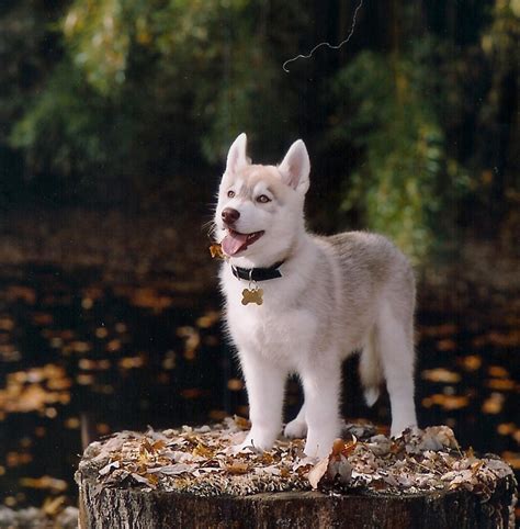 Wallpapers Hub Cute Siberian Huskies Puppies Wallpapers