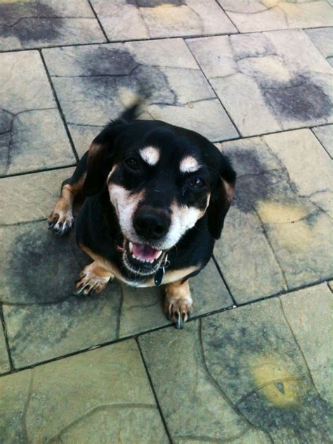Basset hound & dachshund feeding time. Dachshund and Basset hound mix. | Dog training, Cat ...