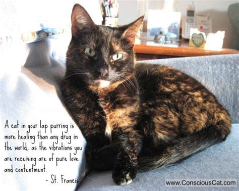 Most now say that purring begins in the brain. Sunday Quotes: The Healing Power of Purring | Cat lover ...
