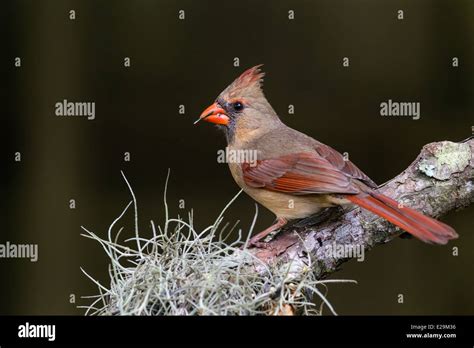 Female Cardinal Cardinalis Cardinalis Eating A Seed While Perched On