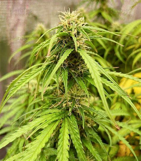 Buy Green Crack Auto Feminized Seeds By Fastbuds Herbies