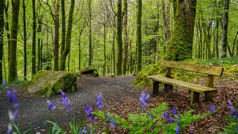 The Most Beautiful North Wales Forests To Explore This Autumn Dioni