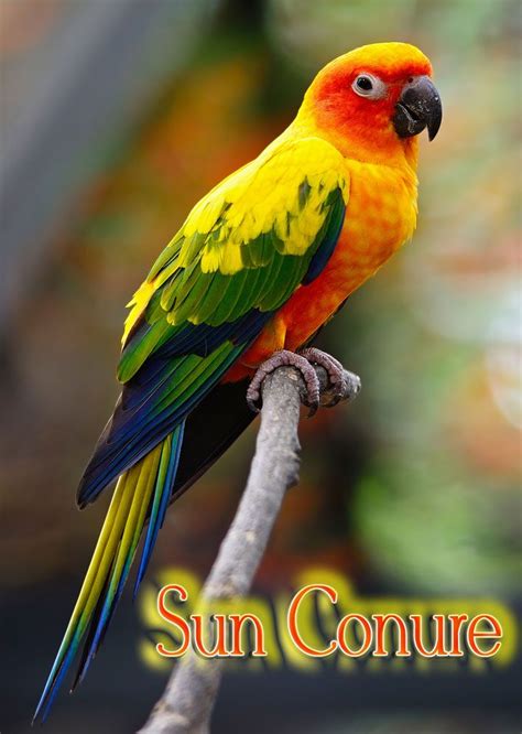 Sun Conure Or Sun Parakeets Life Span Food Price