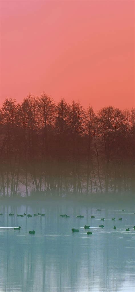 Fog Lake Duck Evening 4k Iphone X Wallpapers Free Download