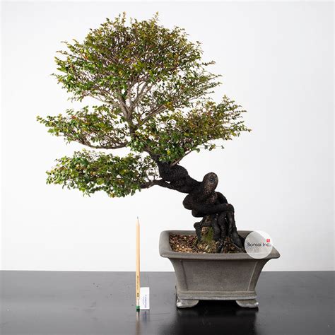 Taiwanese Red Rosewood Shakan Bonsai 紫檀盆栽 Bonsai Inc