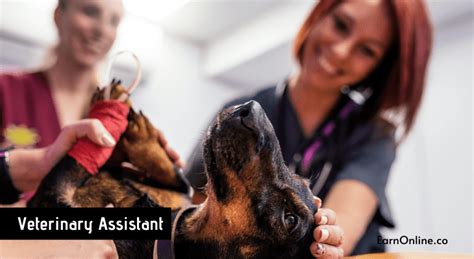 People interested in working as a veterinary receptionist should also consider the following jobs, along with their median annual salary: Easy Jobs That Pay Well Without Experience in 2020 | Earn ...