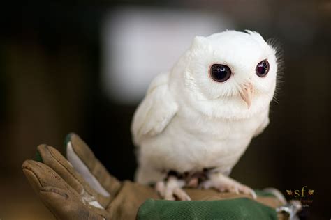 Luna The White Screech Owl This Beautiful Cute And Adora Flickr