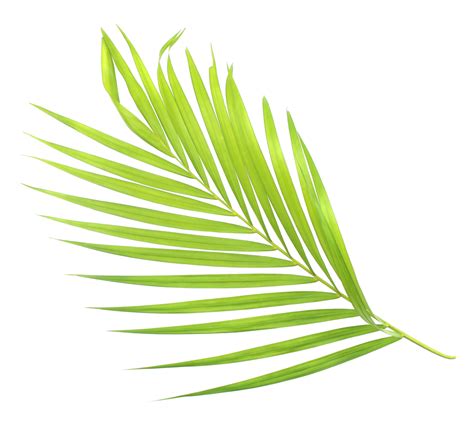 Green Palm Leaf Isolate On Transparent Background Png File 9887424 Png