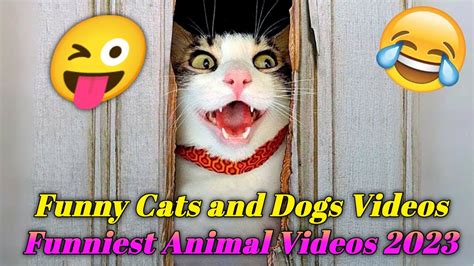 Funny Cats And Dogs Videos 🤣 Funniest Animal Videos 7 Youtube