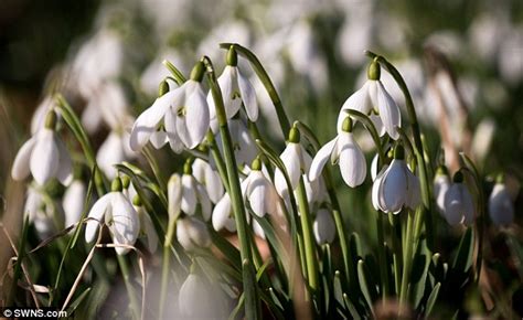 Take a look at these early spring flowers that you can plant right now and have ready for the season. Early blooms show spring is on the way: Flowers appearing ...