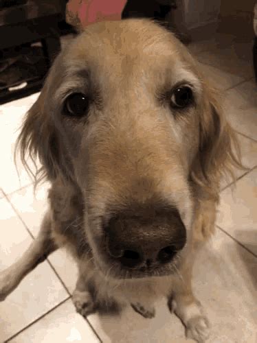 Puppies, like kids, get sick a lot more than adults do. Golden Retriever Dog GIF - GoldenRetriever Dog Sad - Discover & Share GIFs