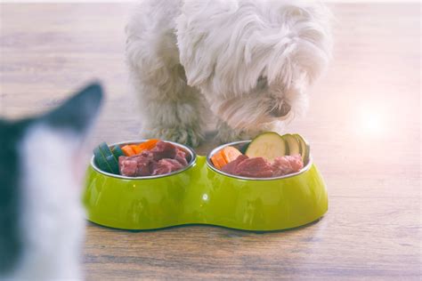 A Vet Shares What You Need To Know About Dog Nutrition Modern Dog
