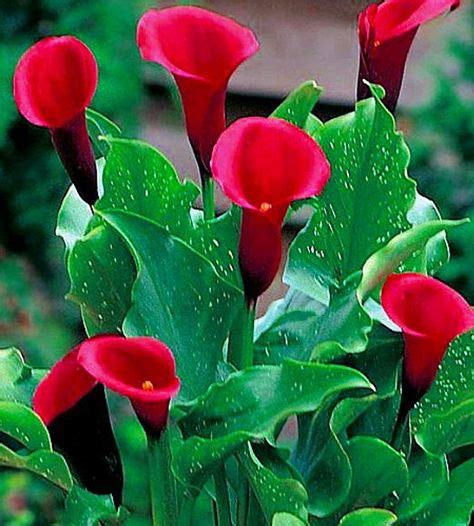 Amazon Com Majestic Red Calla Lily Bulb Cm Long Lasting Blooms