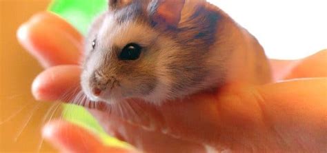 Do Hamsters Hibernate Petschoolclassroom