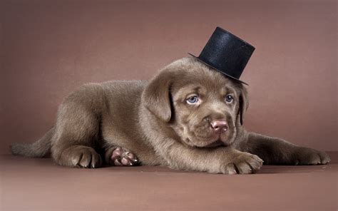 Puppy Top Hat Dog Wallpaper 2560x1601 132761 Wallpaperup